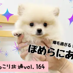 【 ほっこり北通Vol.164 】ポメラニアンちゃんの美しすぎる被毛の秘訣！