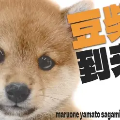 【 豆柴 】人を惹きつける力は無限大！凛々しくもかわいい豆柴くんの魅力を大公開！