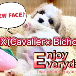 【 キャバション 】NEW FACE！大人気のMIXちゃんが大倉山店にやってきた！