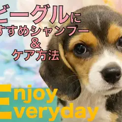 【 ビーグル 】ビーちゃんとの生活をもっと快適に！おすすめシャンプー＆ケア方法！