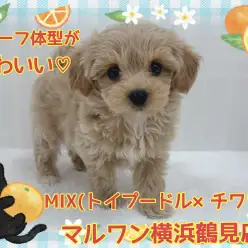【 MIX 】両親の良いところ満載！プーチワちゃんの男の子！