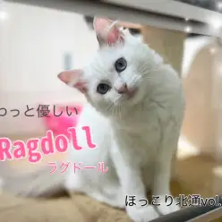 【 ほっこり北通vol.159 】遊ぶ時も優しい、純白ラグドールちゃん