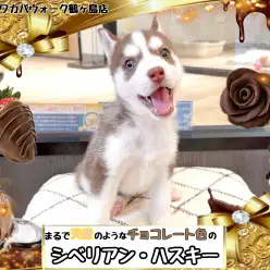 【 シベリアン・ハスキー 】遂にやってきた！天使のようなチョコレートハスキー