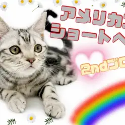 【 アメリカンショートヘア 】生後4ヶ月半!超甘えん坊な男の子の成長記録!