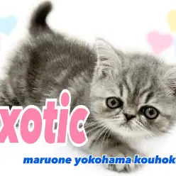 【 エキゾチック 】ぶちゃかわの代表！鼻ぺちゃ×タレ目の癒し系男子