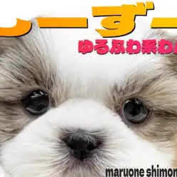 【 シーズー 】愛情を求めるアナタに！大田区に登場した初心者でも飼いやすい癒し系