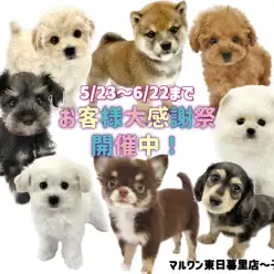 【 お知らせ 】お客様大感謝祭開催中！東日暮里店に在店中の子犬全頭をご紹介！