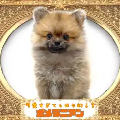 【 ポメラニアン 】もはや幻？！あっという間に家族が決まるたぬきポメラニアン