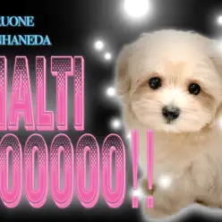 【 マルプー 】春色のアプリコット！ぬいぐるみを超えた可愛さに思わずポーッ！