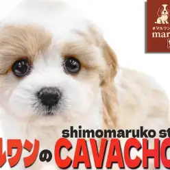 【 キャバション 】美麗なブレンハイムと大きな瞳が最高!圧倒的人気を誇るMIX犬