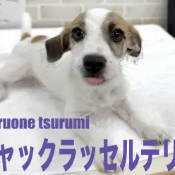 【 ジャックラッセルテリア 】2NDブログ、愛嬌たっぷりな男の子！