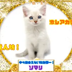 【 ソマリ 】美しすぎる激レアカラー！美しすぎるソマリ