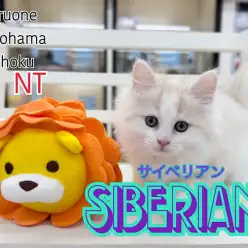 【 サイベリアン 】優しい色合いの癒し系男の子が横浜港北NT店へ仲間入り!