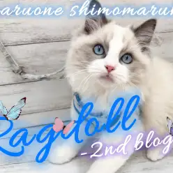 【 ラグドール 】見た目も性格も100点満点のイケメン大型猫種の2ndブログ!