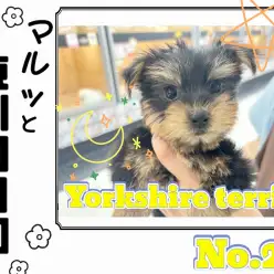 【 マルっと東川口日和No.29 】お風呂に挑戦するヨーキーちゃん！