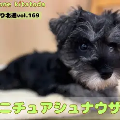 【 ほっこり北通vol.169 】撫でてもらうのが大好き！穏やか甘えん坊シュナ