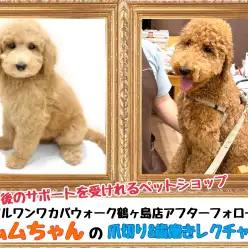 【 お迎え後が本番！マルワンのサポート 】鶴ヶ島店卒業生スタンプーのムムちゃん