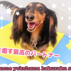 【 ファーストパートナー 】マルワン白楽店トリマー山村の愛犬物語！