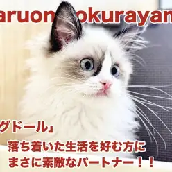 【 ラグドール 】ゆったりとした時間を過ごしたい方におすすめしたいプリンセス！