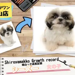 【 シーズー 】 シーズーの城山っ子成長報告！2025年6月9日