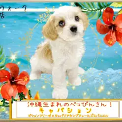 【 MIX 】数日でご家族決定！?マルワンのビション×キャバリア