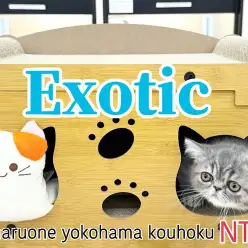 【 エキゾチック 】エキゾチックくんの成長記録ブログ第2弾