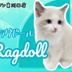 【 ラグドール 】イケメン確定!美猫の代表格ラグドールの男の子が登場!