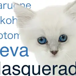 【 ネヴァマスカレード 】ブルーアイの貴公子が横浜元町に登場！