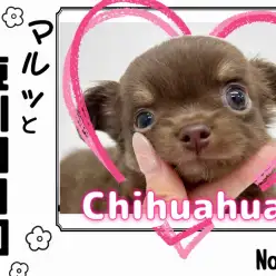 【 マルっと東川口日和No.35 】1人遊びが上手にできるチョコタンチワワ!