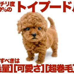 【 トイプードル 】濃厚さ桁違いの燃えるようなレッドカラーのハイスペ男子！