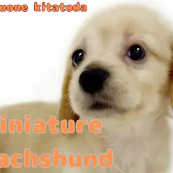 【 ミニチュアダックスフント 】愛らしいイエローカラーの女の子が北戸田に登場!