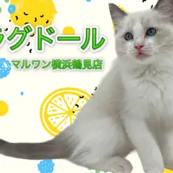 【 ラグドール 】美形にゃんこ!人懐こさ抜群の男の子!