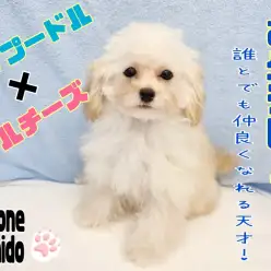 【 プーマル 】社会性抜群!穏やかな性格!誰とでも仲良しミックス犬!