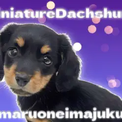 【 ミニチュアダックスフント 】超短足の癒し系!王道ブラックタンの甘えん坊!
