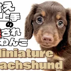 【 ダックスフント 】チョコタンカラーの短足ワンコ！甘えん坊な性格は愛嬌の塊！