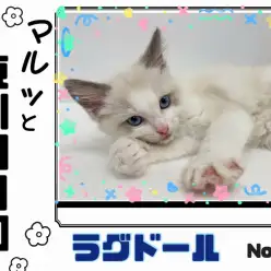 【 マルっと東川口日和No.28 】超美猫!性格も満点なラグドールがやってきた!