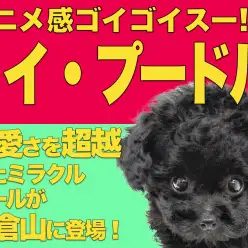 【 トイプードル 】アニメの世界から飛び出してきたミラクルガール!