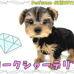 【 ヨークシャーテリア 】被毛が美しい動く宝石！人馴れ抜群のヨーキーちゃん