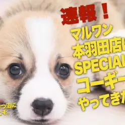 【 コーギー速報！ 】マルワン本羽田店にスペシャルな子犬ちゃんがやってきました！