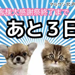 【 お客様大感謝祭ラストスパート 】終了迄あと3日！北戸田店厳選の7頭をご紹介！