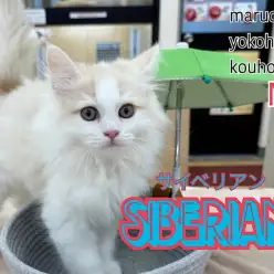 【 サイベリアン 】サイベリアンくんBlog第2弾、成長記録!