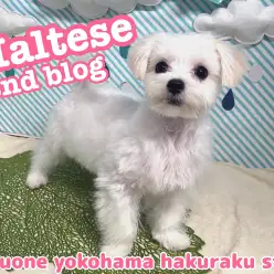 【 マルチーズ 】人懐っこく甘え上手な純白の天使の成長記録！