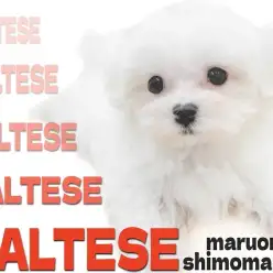 【 マルチーズ 】マズル短めのドワーフ体型が特徴的な純白の子犬が大田区に登場！