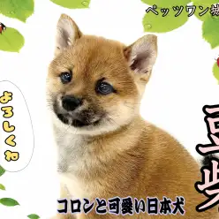 【 豆柴 】来店初日から大人気です！ムチコロ豆ちゃんがやってきたよ！