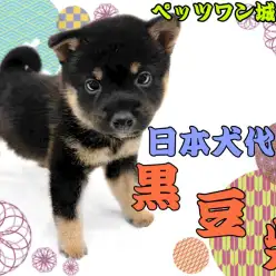 【 豆柴 】まるで小熊！愛らしい容姿と性格が人気の男の子