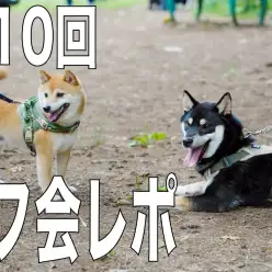 【 オフ会 】総勢23頭が集結した第10回オフ会レポート!