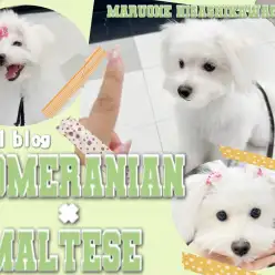 【 MIX 】3rd成長ブログ！おて・おすわりを数分でマスターしたポメマルちゃん