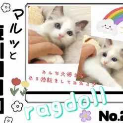 【 マルっと東川口日和No.22 】温厚ラグちゃんの可愛すぎる遊び姿にご注目！