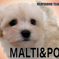 【 MIX 】アプリコットカラーのグラデーションが美しいマルプーの男の子!