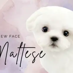 【 マルチーズ 】困りフェイスで皆に笑顔をお届け！マルチーズが志村坂下店に登場